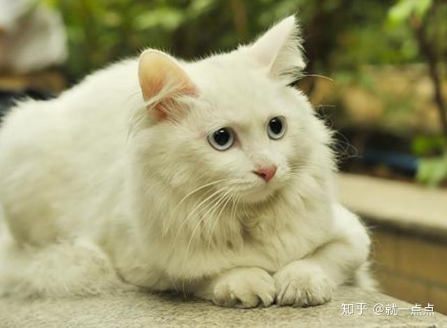 为什么家里只能养一只猫？（养猫咪养一只）