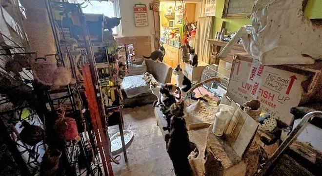 猫和人同住一间房间的危害？（一间房饲养猫）