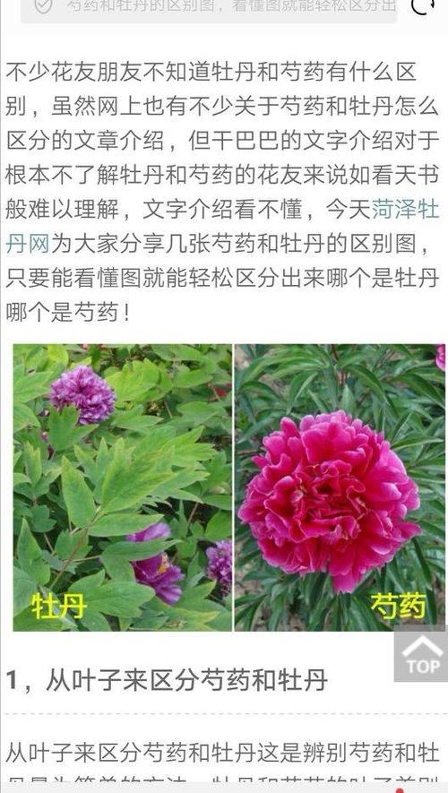 牡丹花怎么吃法？（今天牡丹生猪价格）