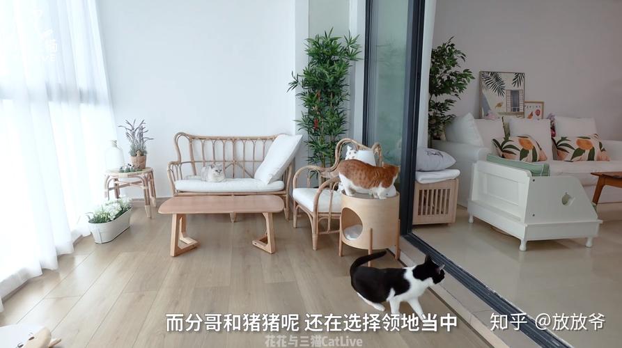 养猫需要买猫房子吗？（养猫买猫可以吗）