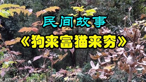 为什么农村老话说“猫来穷，狗来富”？（养狗是财富）