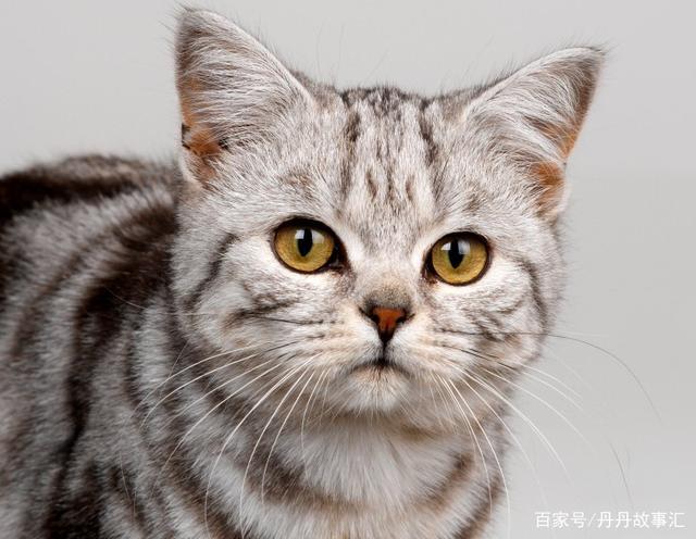 猫的的特点和生活习性是什么？（养猫咪有啥注意的）