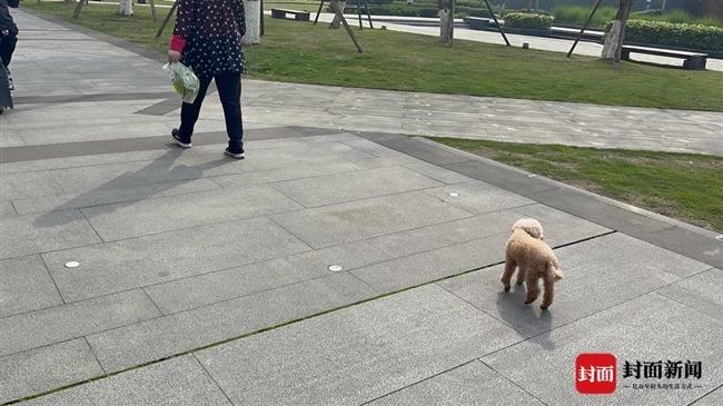 养大型犬不牵绳,到底找谁投诉最有效?（长沙托养狗）