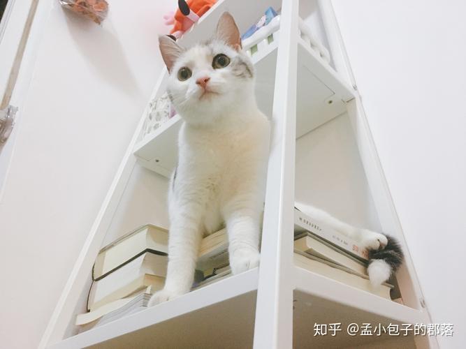 一个人住，适合养猫吗？（养猫一个人）