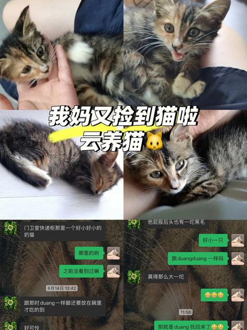 云撸猫啥意思？（8央视曝光云养猫骗局8）