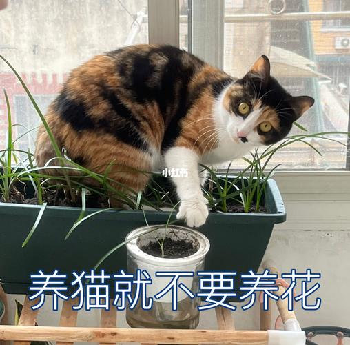 为什么说养猫不养花？（养猫一句话）