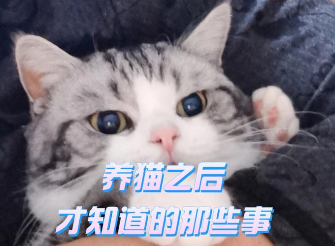 女生要和你养猫是什么意思？（我在养猫其实是猫养我）