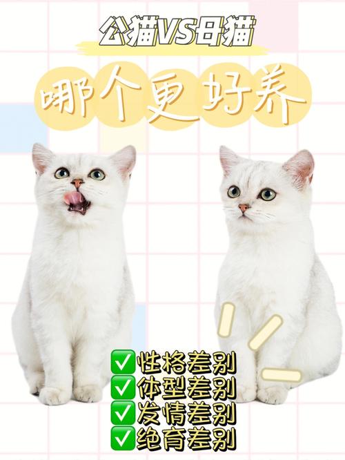 谈谈公猫母猫哪个更好养？（养猫是养小猫还是养大猫好）