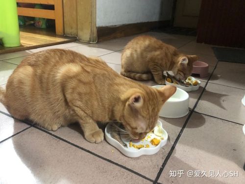 成猫和幼猫一起养，怎么喂？（养猫粮）