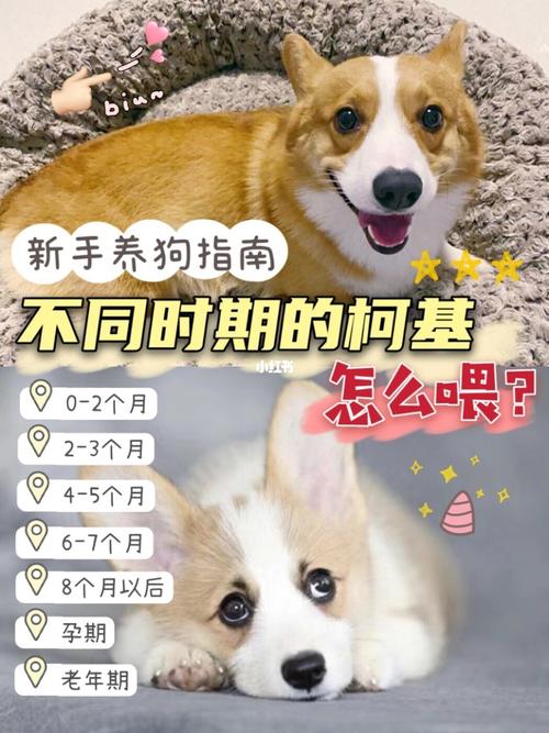 幼犬喂养正确方法？（新手养狗吃）