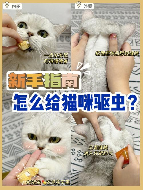 养猫房间里有小飞虫怎么办？（养猫小）