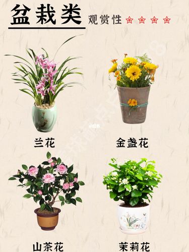 养猫可以种什么花？（花养猫）