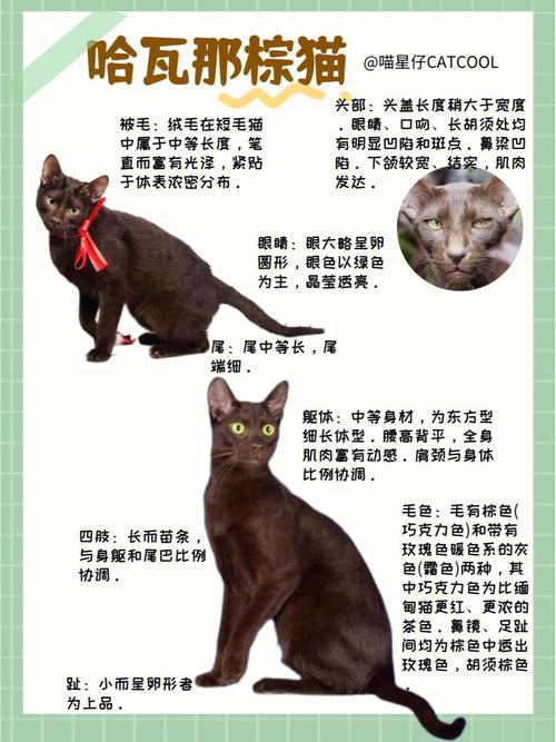 种猫怎么饲养？（养猫种）