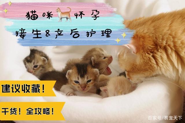 产妇可以养猫吗？（养猫生）