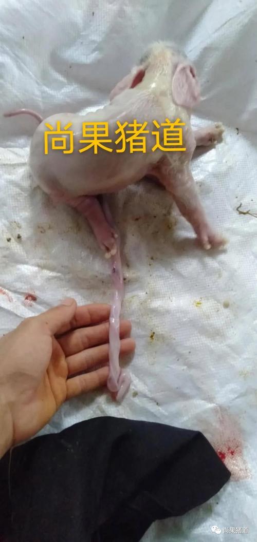 母猪生小猪脐带自己出来吗？（母猪生猪仔脐带）