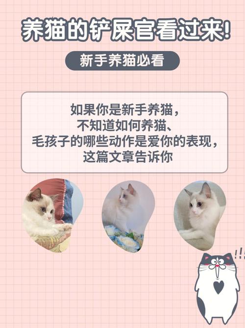 养猫的十大血泪经验？（养猫十）