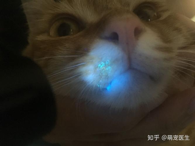 猫咪猫癣怎么办，求各位资深猫奴支招？（癣养猫）