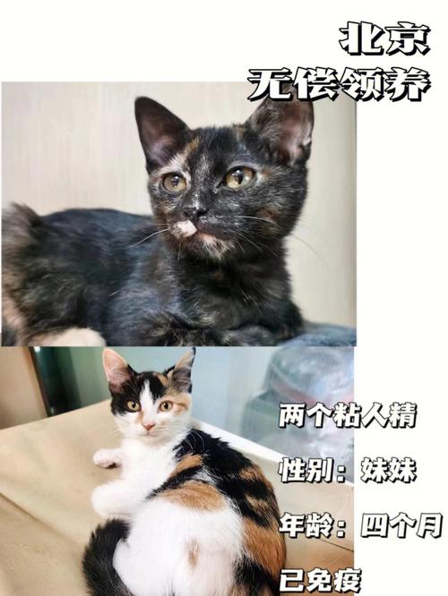 北京哪家流浪猫救助站好？（领养猫北京）