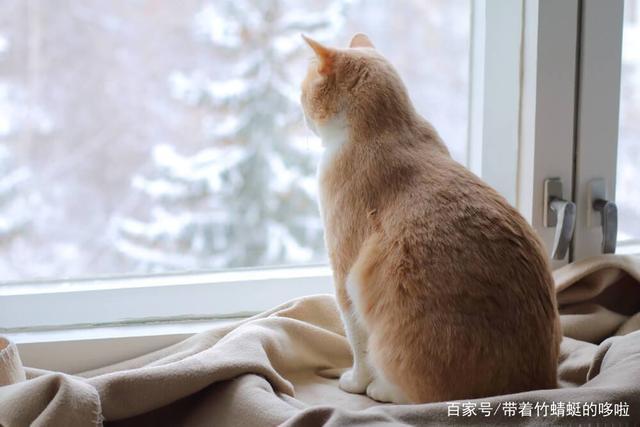 我住在六楼，想养猫，可我怕它从窗户跳下去，怎么办？（怕养猫）