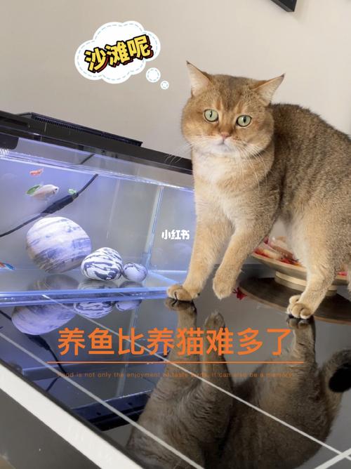 家里养了鱼还能养猫吗？（再养猫）