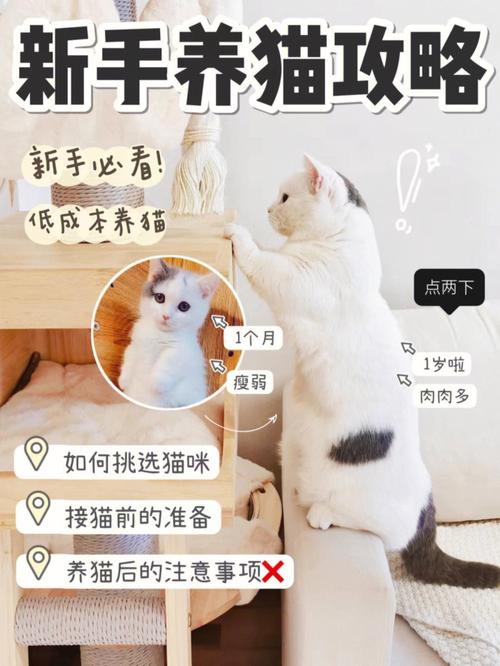 新手养猫攻略？（养猫攻略怎么）