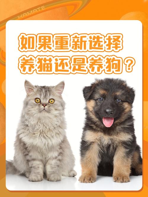 懒人养猫还是养狗好？（快递超市养狗）