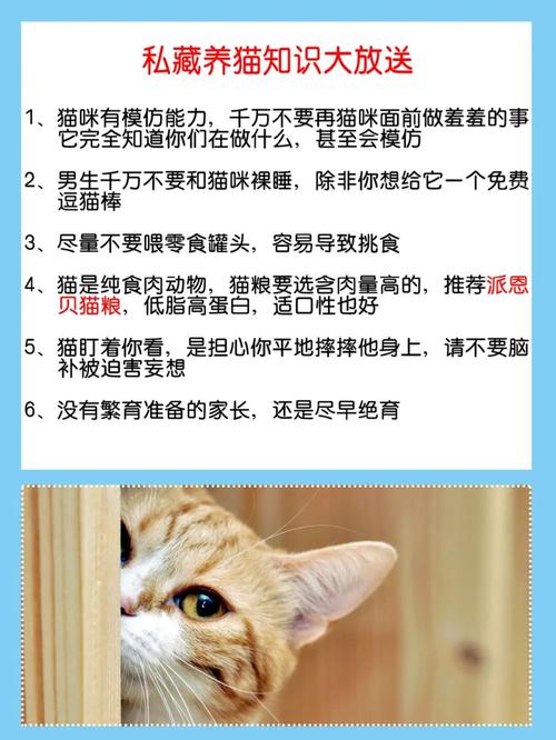 新手该怎么养猫？（养猫过程）