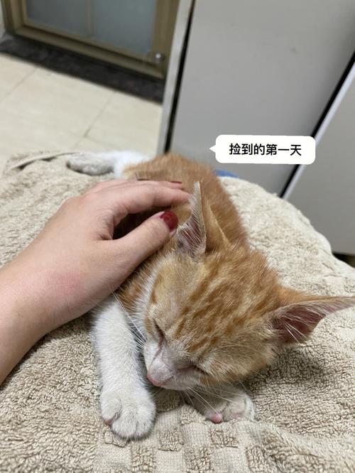 家居养猫，猫会到处尿尿怎么办？（养猫尿）