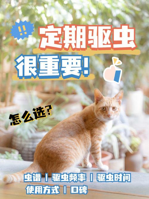 养猫家庭去蟑螂小妙招？（养猫盒）