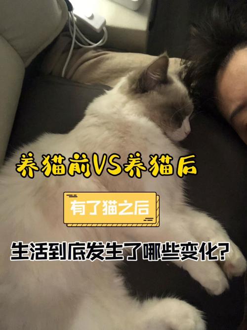 养猫怎么对待它？（养猫先）