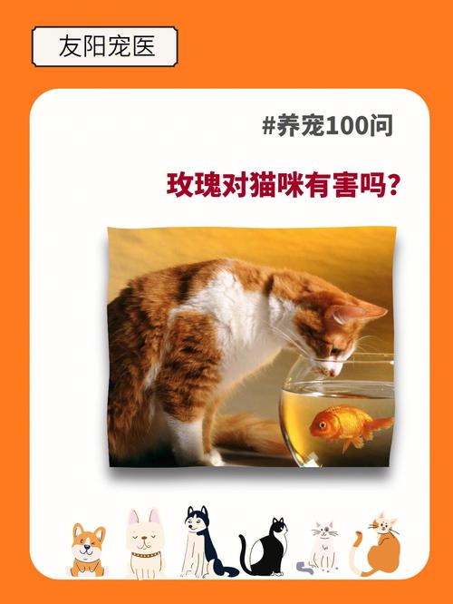 养猫可以养玫瑰吗？（科养猫）