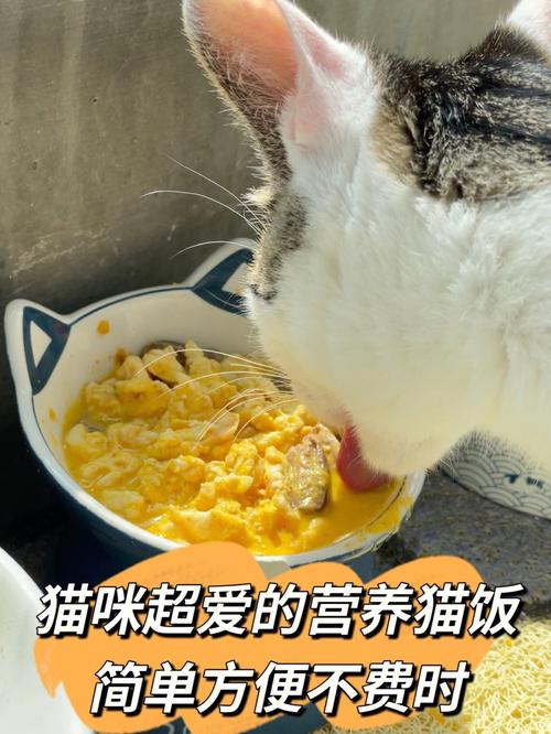 在学校怎么养猫？（养猫饭）