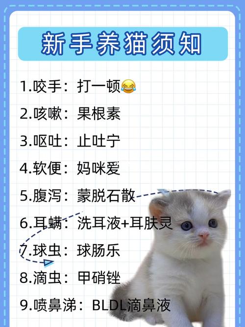 初中生养猫有什么好处？（养猫学）