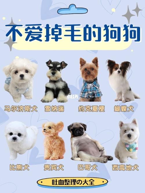 不会掉毛的犬种？（懒人别养狗）