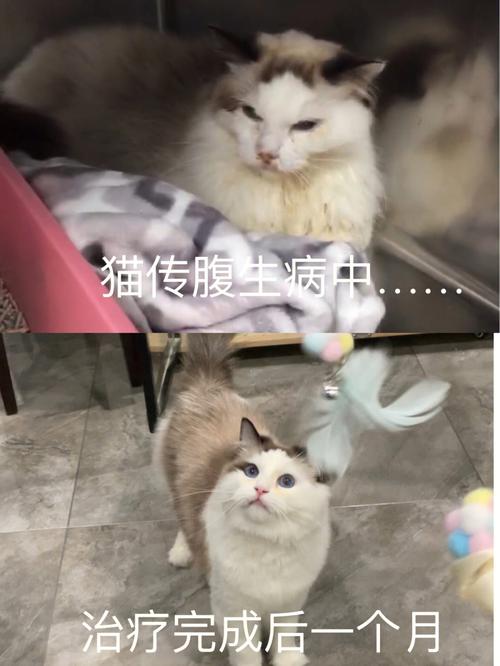 猫传腹好了一年多了复发几率大吗？（养猫传）