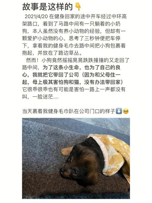 上海流浪狗领养需要办什么手续？（宠物领养猫上海）