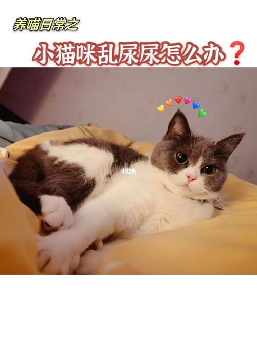 纠正猫喷洒尿液方法是什么？（养猫术）