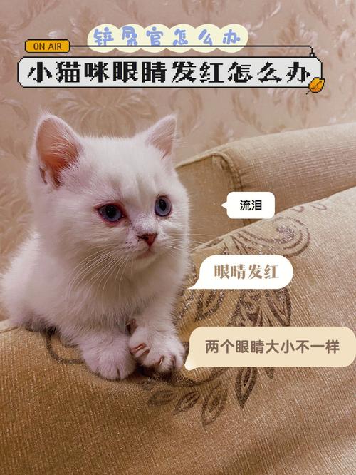 养猫小知识：猫咪夜晚眼睛不亮怎么办？（养猫石）