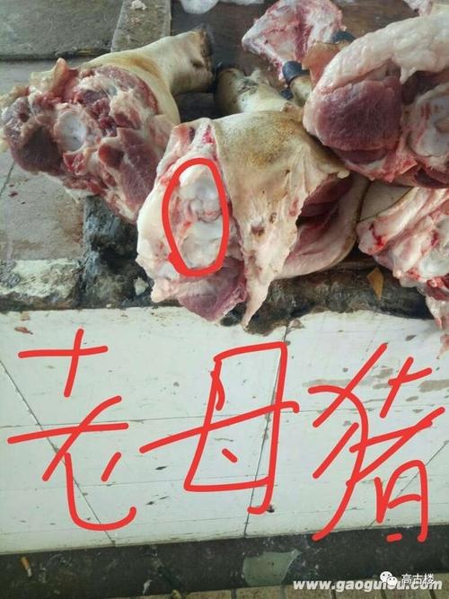 吃过最恶心的东西是什么？（漳州生猪今日行情）