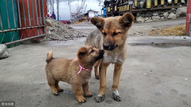 养猪场可以改养狗吗？（以后养狗场）