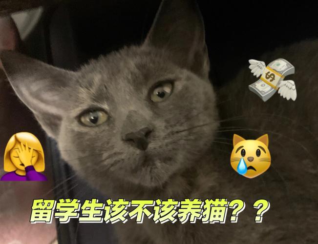 我是高中生，想养一只猫？（养猫率）