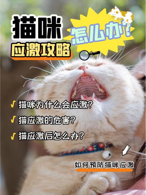 三种人不宜养猫？（养猫癌）