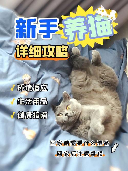 为什么养猫不能超过六年？（精养猫）