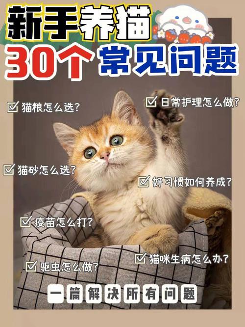 养猫的乐趣和烦恼？（养猫亲）