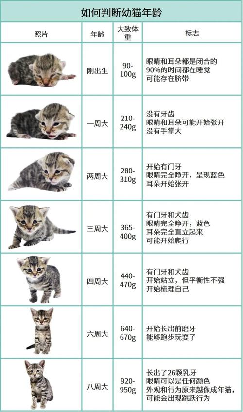 两个月猫咪抚养手册？（抚养猫）