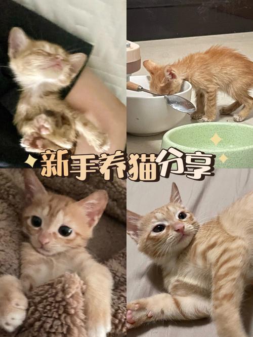 刚搬了新家，想养一只小猫，新手刚开始养猫要注意些什么呢？（0养猫）