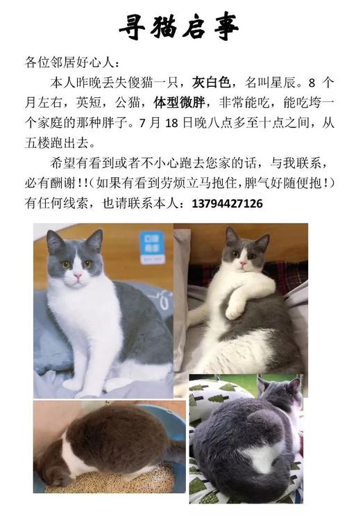 猫丢了应该怎么找回来？（养狗火焰低）