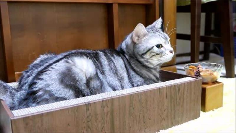 楼上喂宠物猫有坏处吗？（那养猫）