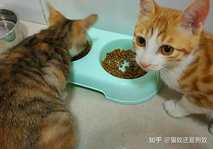 如何知道小猫是不是饿了？（养猫饿）