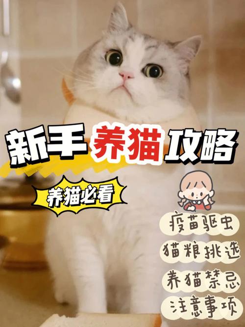 第一次养猫流程？（养猫椅）